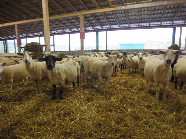 Schafe in der Lammzeit