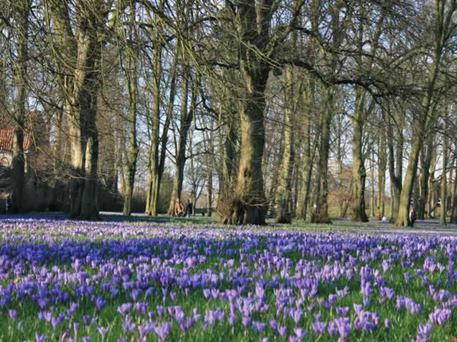 Krokusblüte in Husum