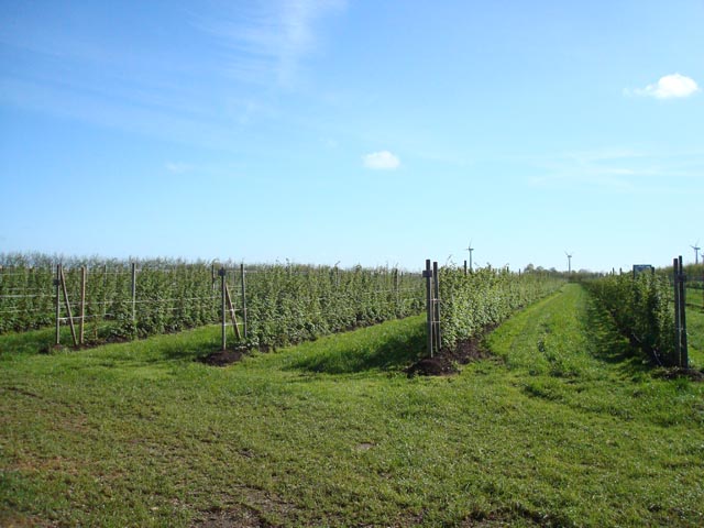 Himbeerfeld an der Nordsee