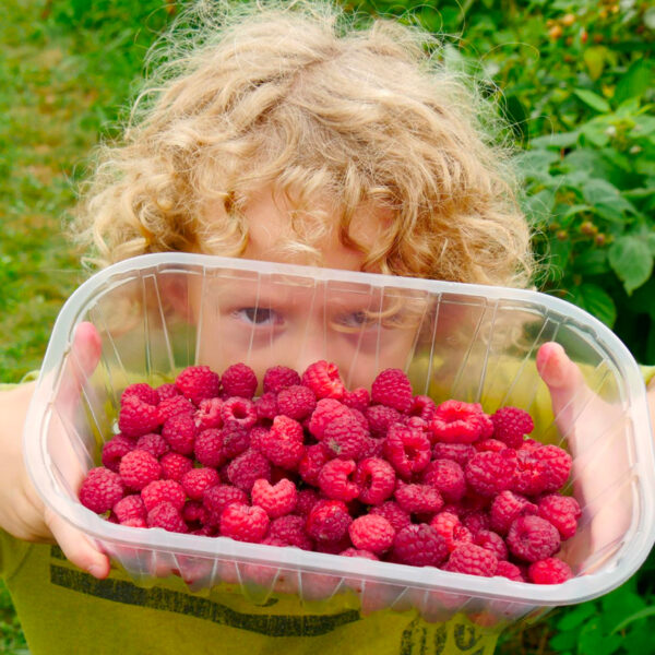Kind mit vielen Himbeeren