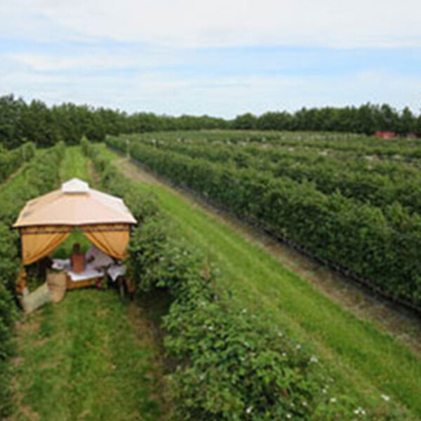 Übernachten im Himbeerfeld