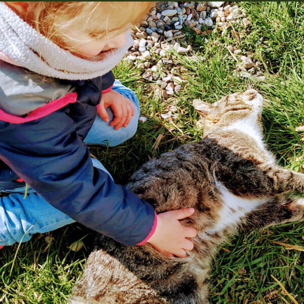 Katzen