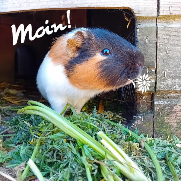 Meerschweinchen