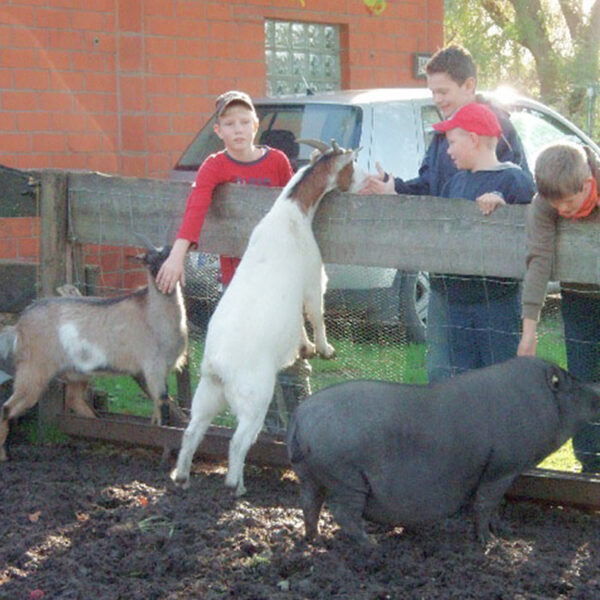Jungs mit Ziegen und Hängebauchschwein
