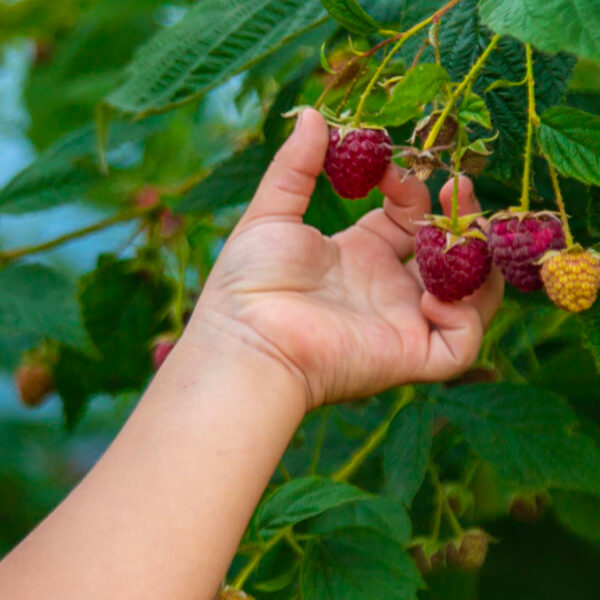 Kind pflückt Himbeeren