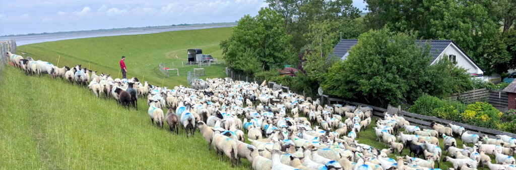 Erste Wurmkur für unsere Schafe