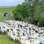 Erste Wurmkur für unsere Schafe