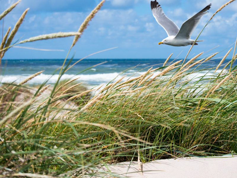 Möwe an der Nordsee